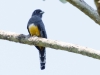 Gartered Trogon