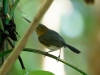 Long-billed Gnatwren