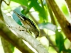 Black-and-white Warbler