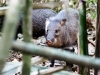 Collared Peccary