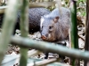 Collared Peccary