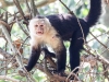 Capuchin Monkey