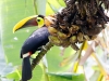 Black-mandibled Toucan