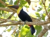 Black-mandibled Toucan