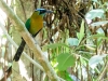 Blue-crowned Motmot