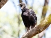 Black Vulture