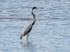 Tricolored Heron