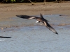 Magnifcent Frigatebird