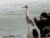 Yellow-crowned Night Heron