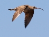 Whimbrel