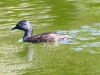 Least Grebe