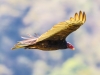 Turkey Vulture