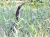 Green Heron