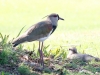 Southern Lapwing