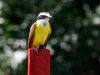 Boat-billed Flycatcher