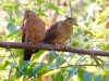 Ruddy Ground-Dove