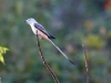 Scissor-tailed Flycatcher