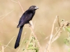 Groove-billed Ani