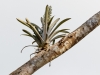 Plant growing on tree