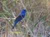 Blue Grosbeak