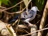 Blue Ground-Dove