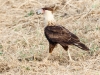 Crested Caracara