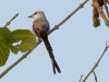 Scissor-tailed Flycatcher