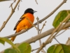 Baltimore Oriole