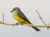 Tropical Kingbird