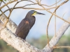 Bare-throated Tiger-Heron