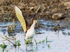 Northern Jacana