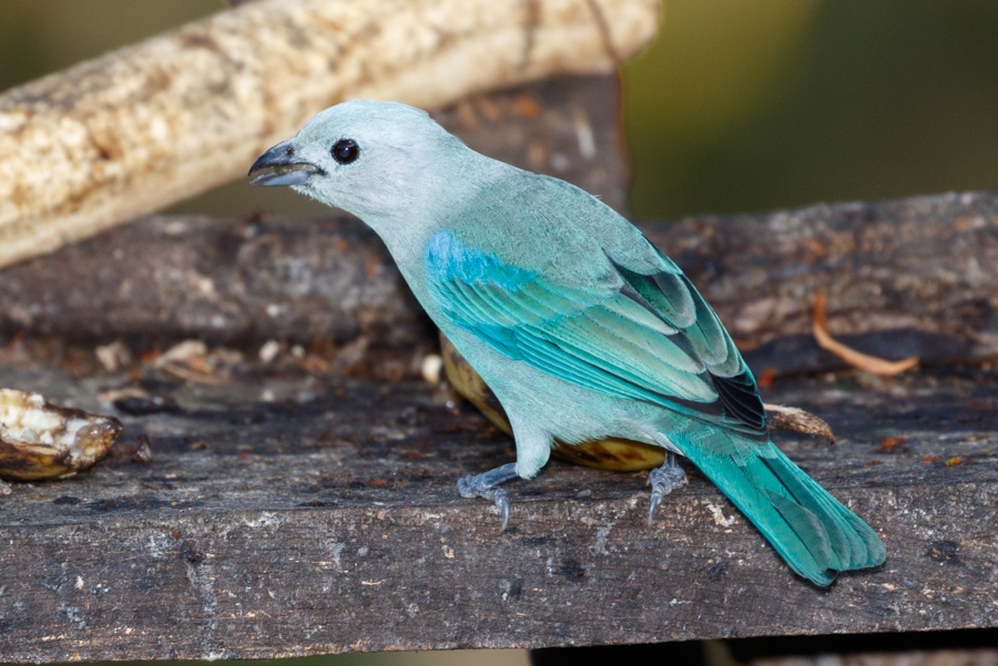 Blue-gray Tanager