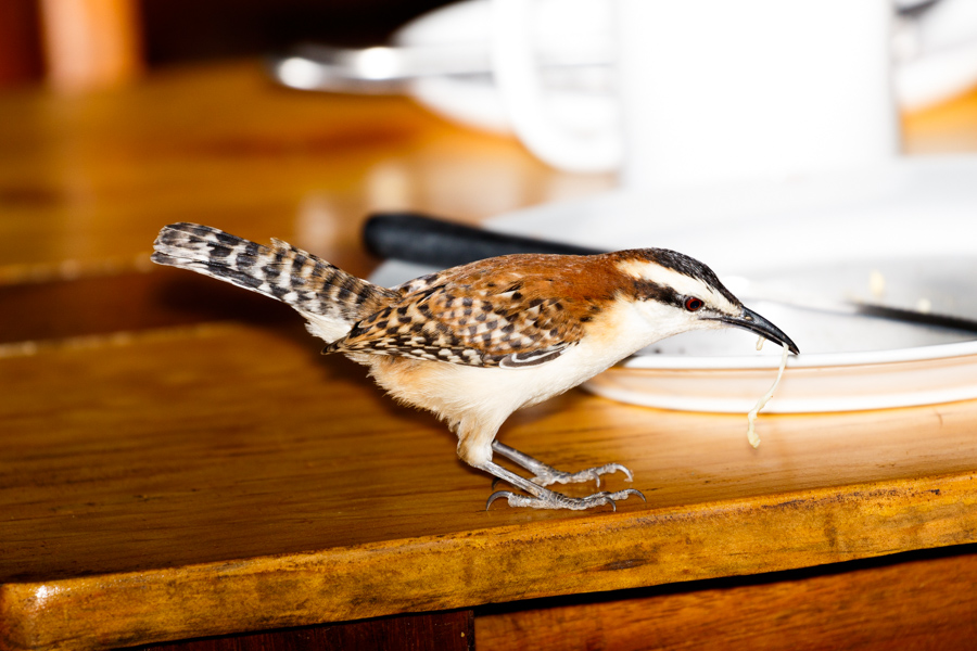 Rufous-naped Wren