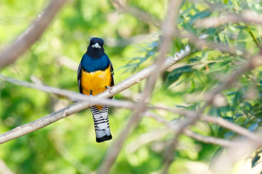 Gartered Trogon