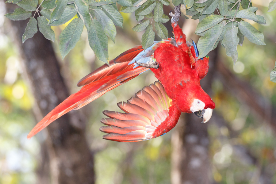 Scarlet Macaw