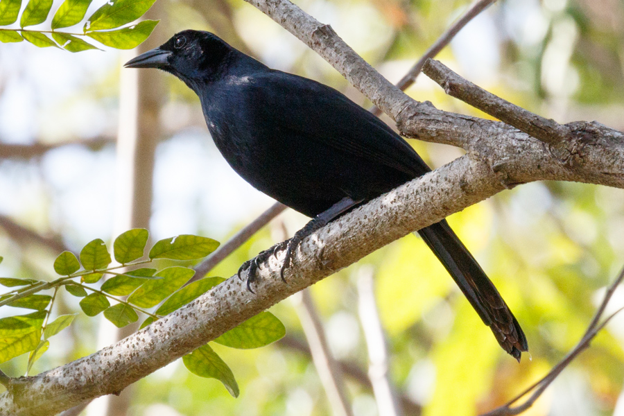 Melodious Blackbird