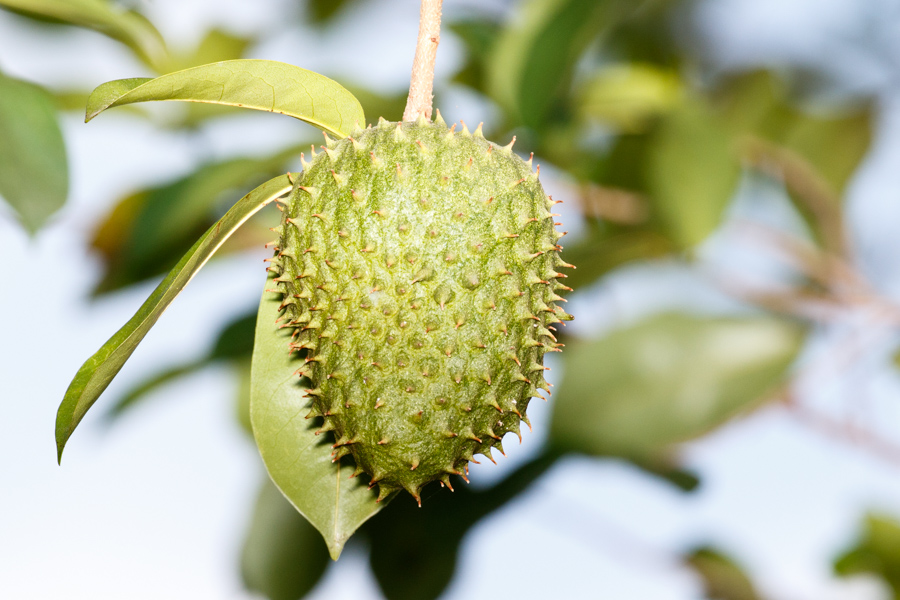 Fruit or nut on tree