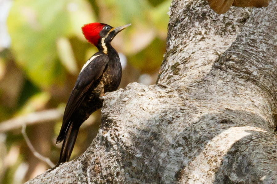 Lineated Woodpecker