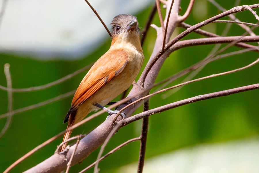 Rose-throated Becard