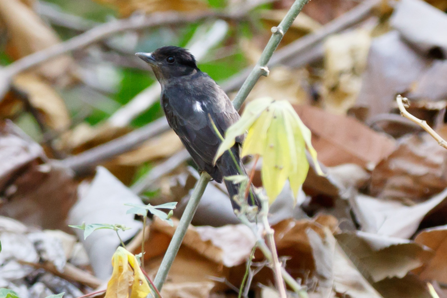 Rose-throated Becard