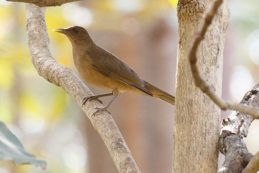 Clay-colored Thrush