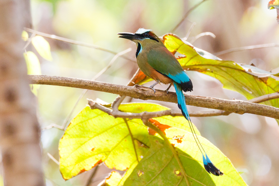 Turquoise-browed Motmot