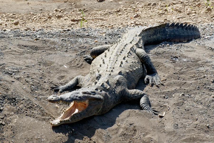 American Crocodile