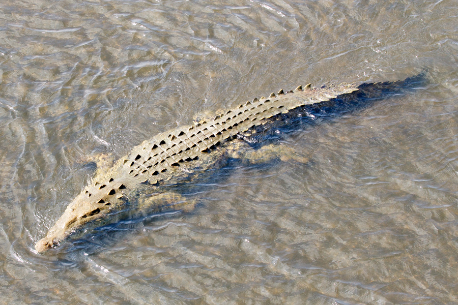 American Crocodile