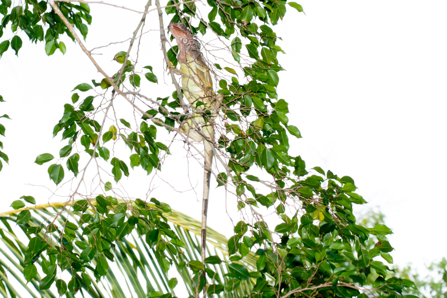 Iguana