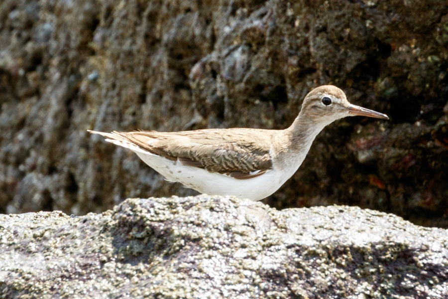 Spotted Sandpiper