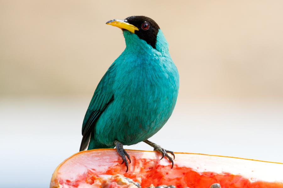 Green Honeycreeper