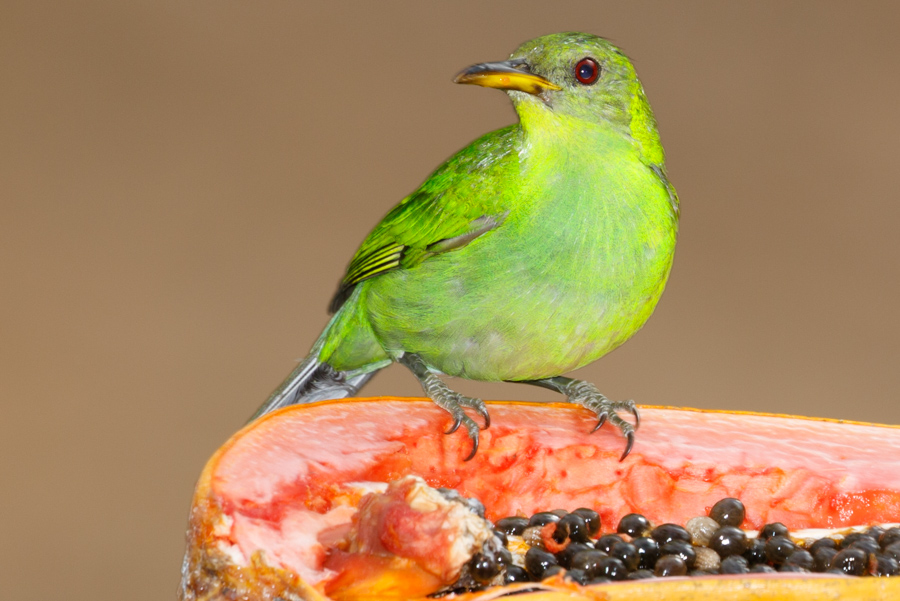 Green Honeycreeper