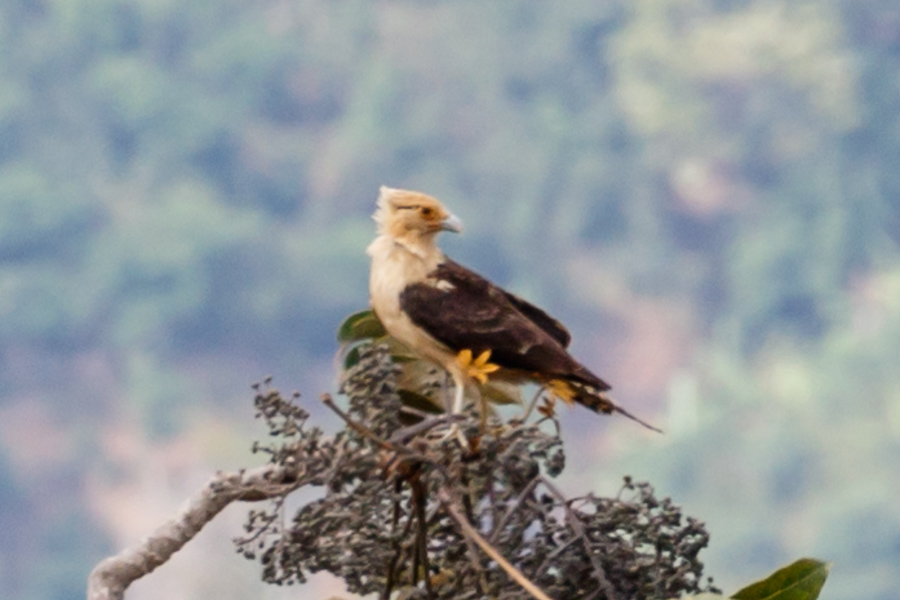 Yellow-headed Caracara