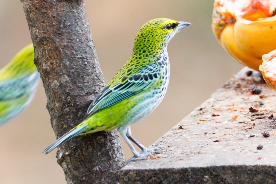 Speckled Tanager